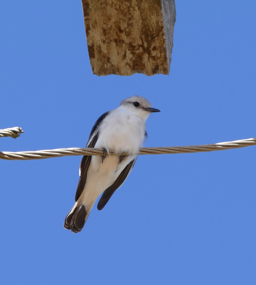 White-rumped Monjita