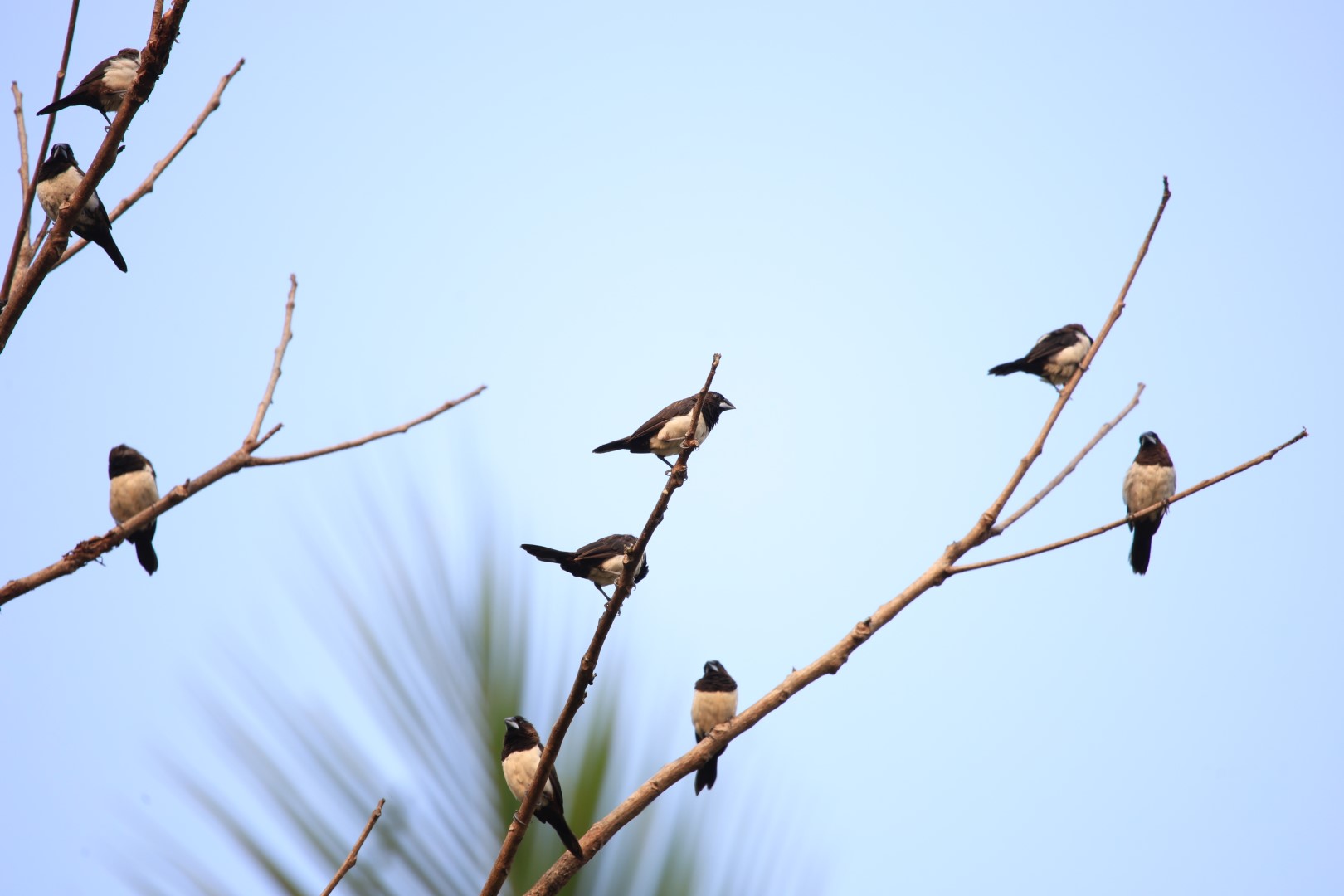 White-rumped Munia