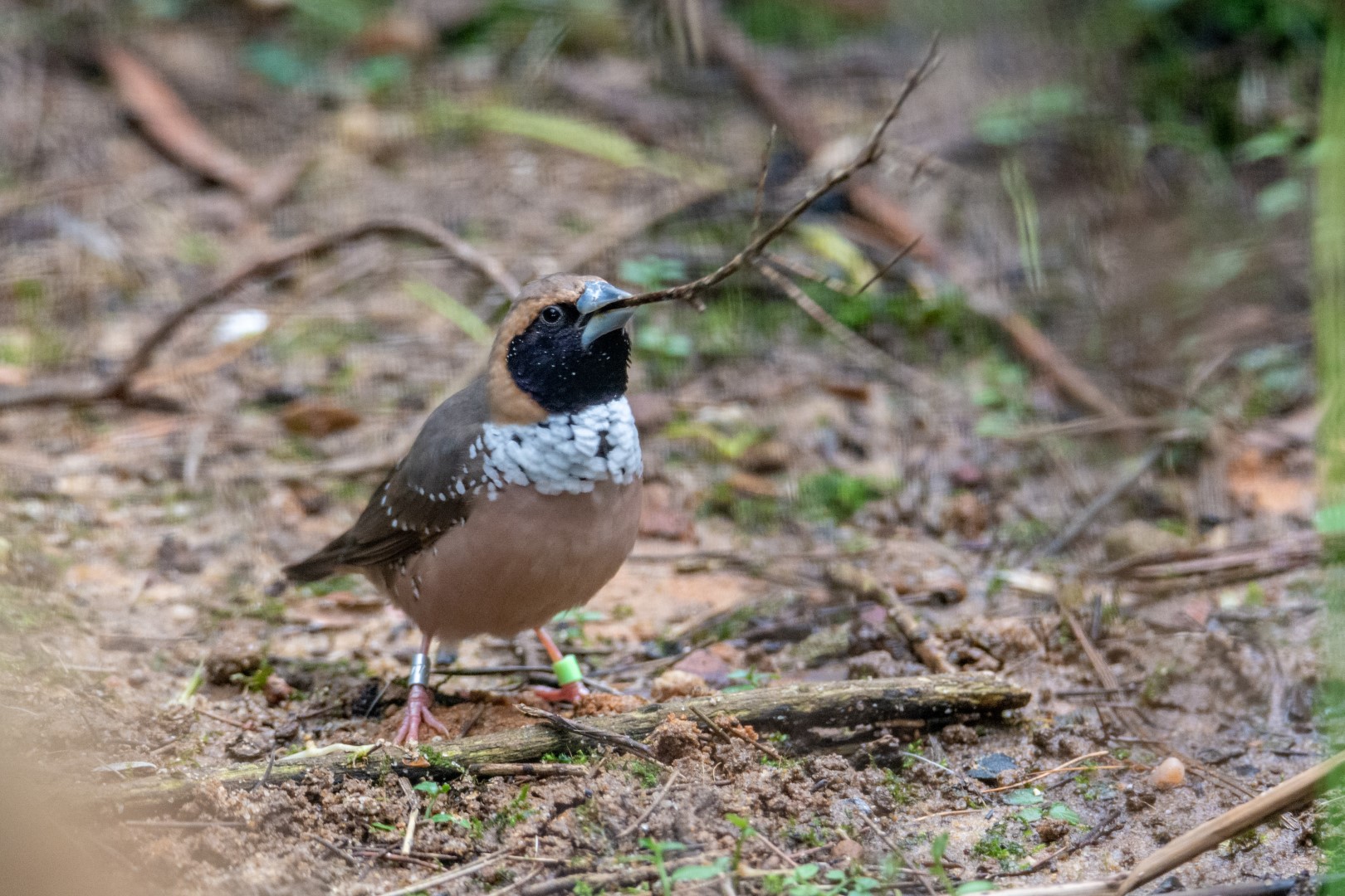 White-rumped Munia