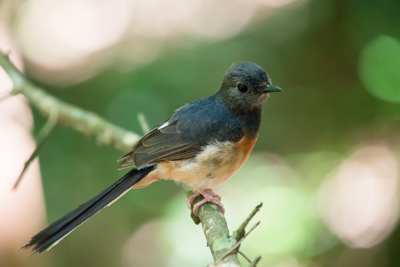 White-rumped Shama