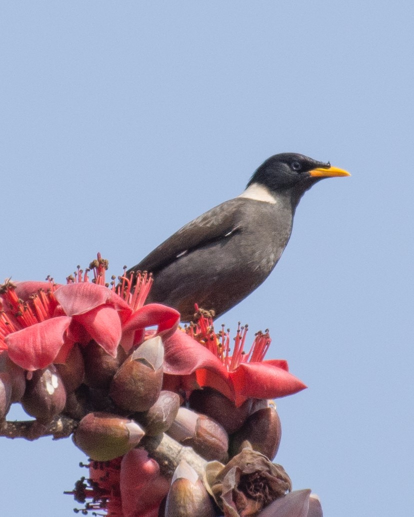 White-rumped Starling