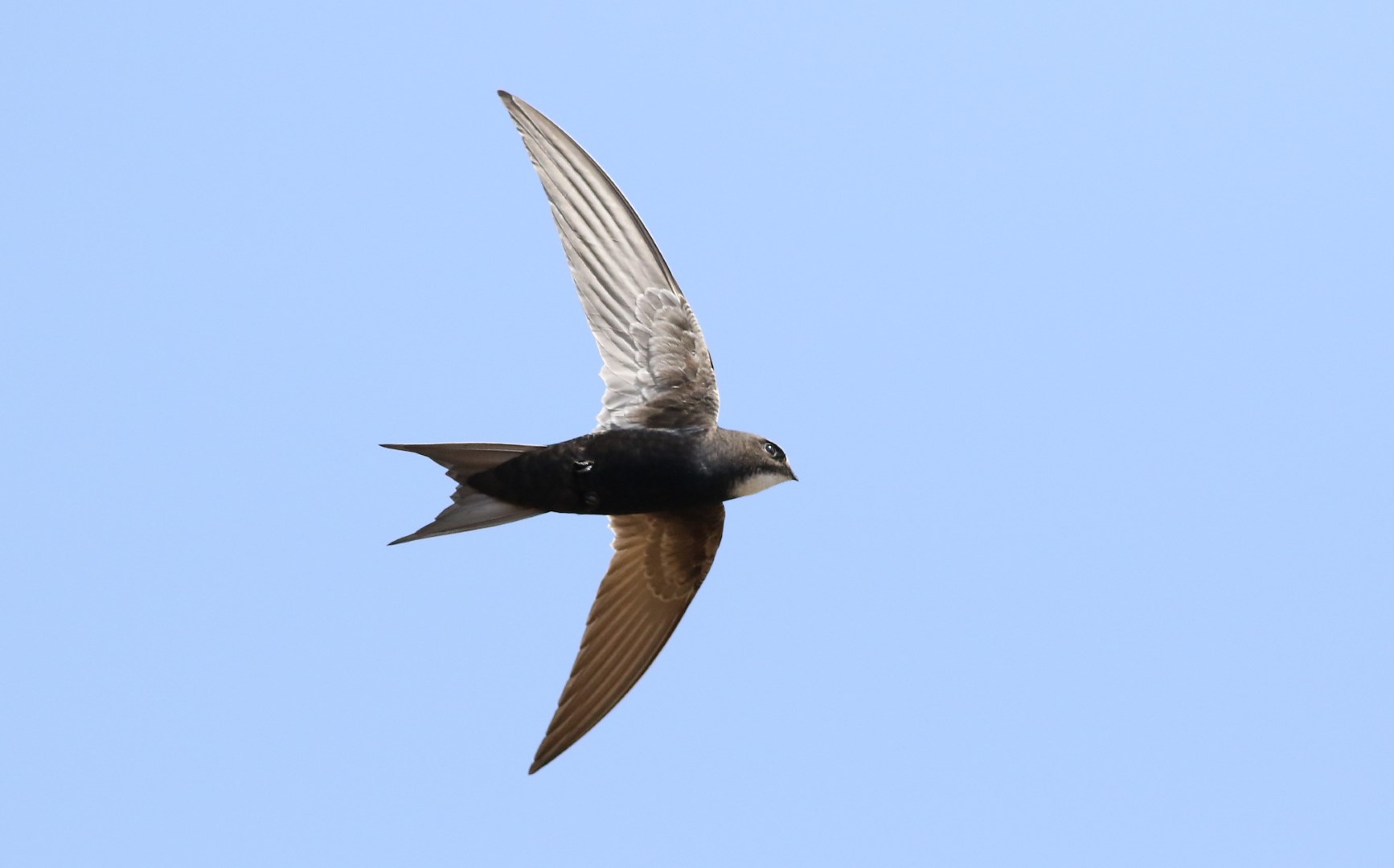 White-rumped Swift
