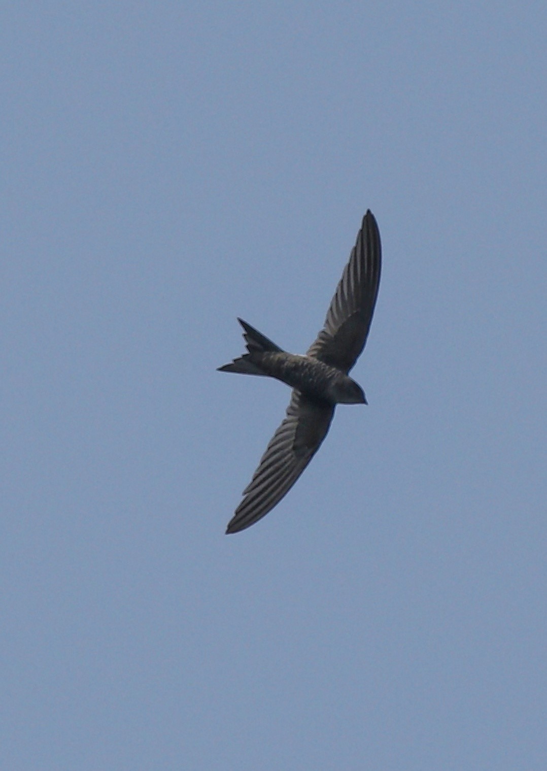 White-rumped Swift
