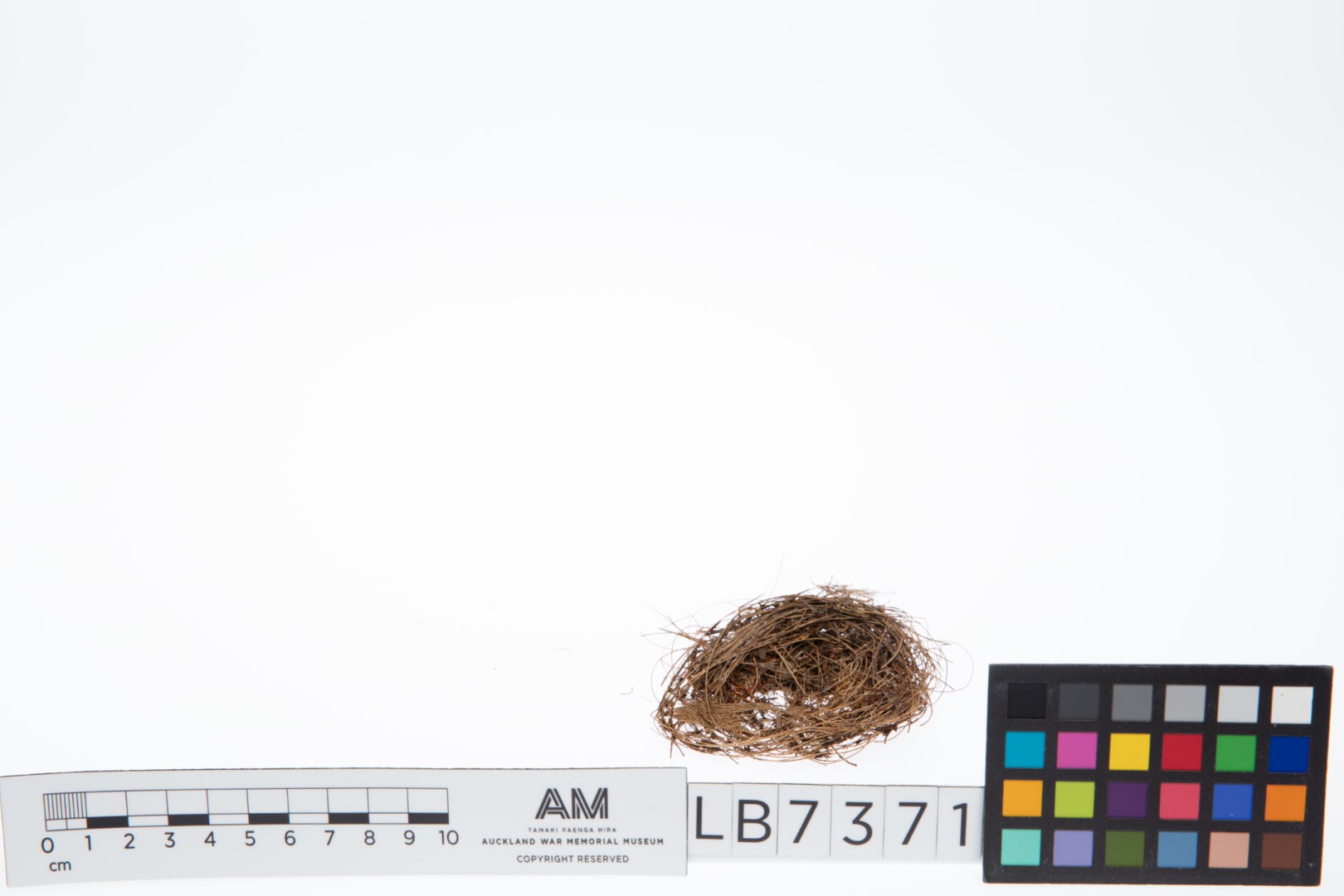 White-rumped Swiftlet