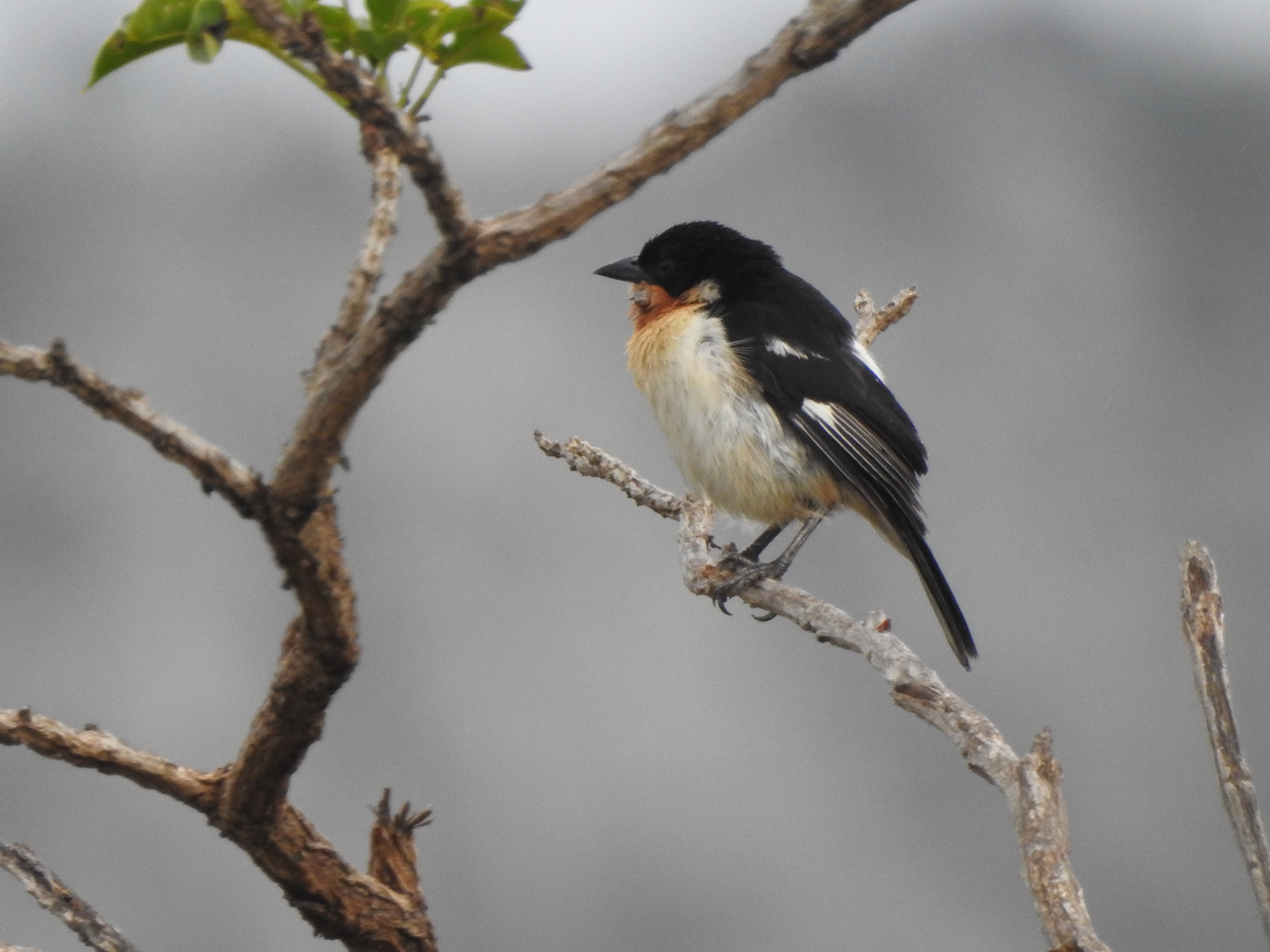 White-rumped Tanager