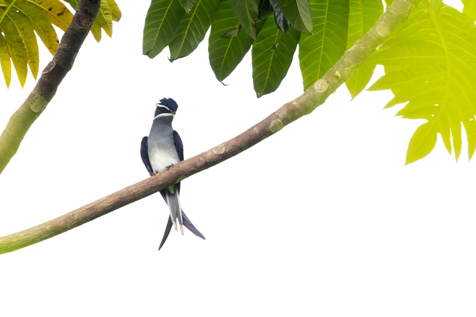 White-rumped Treeswift