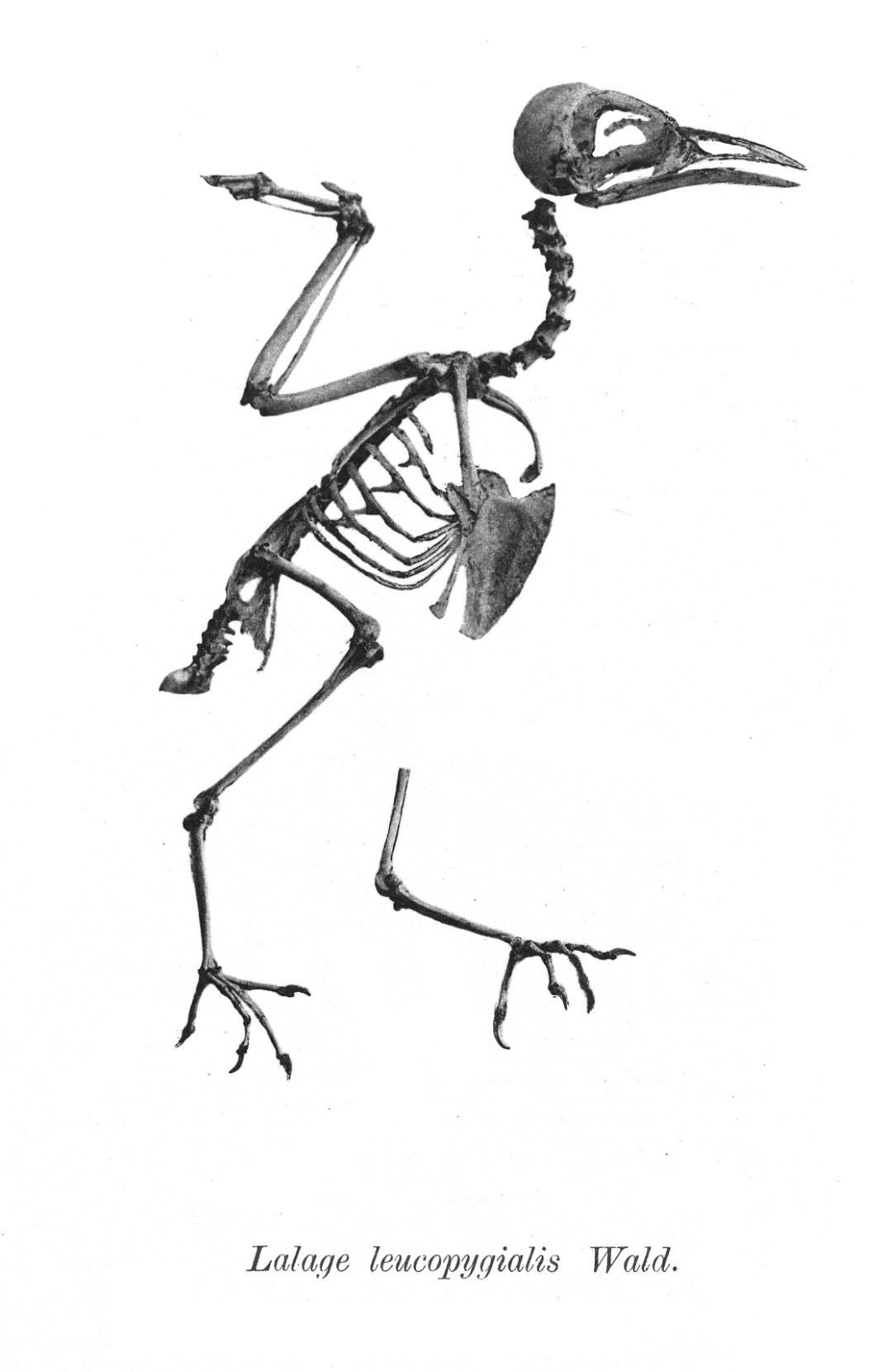 White-rumped Triller