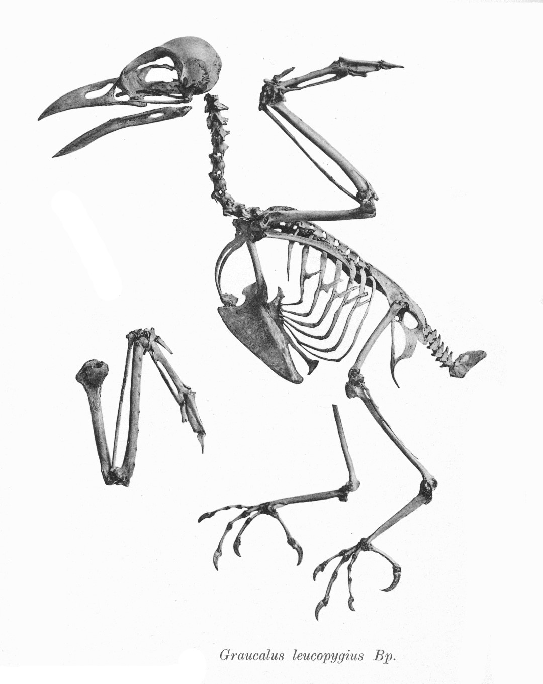 White-rumped Triller