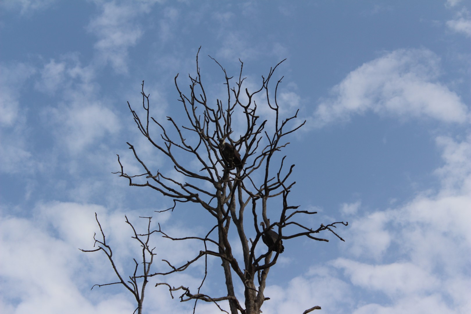 White-rumped Vulture