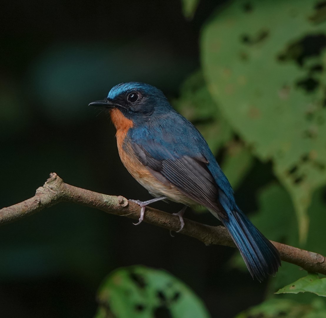 White's Blue Flycatcher