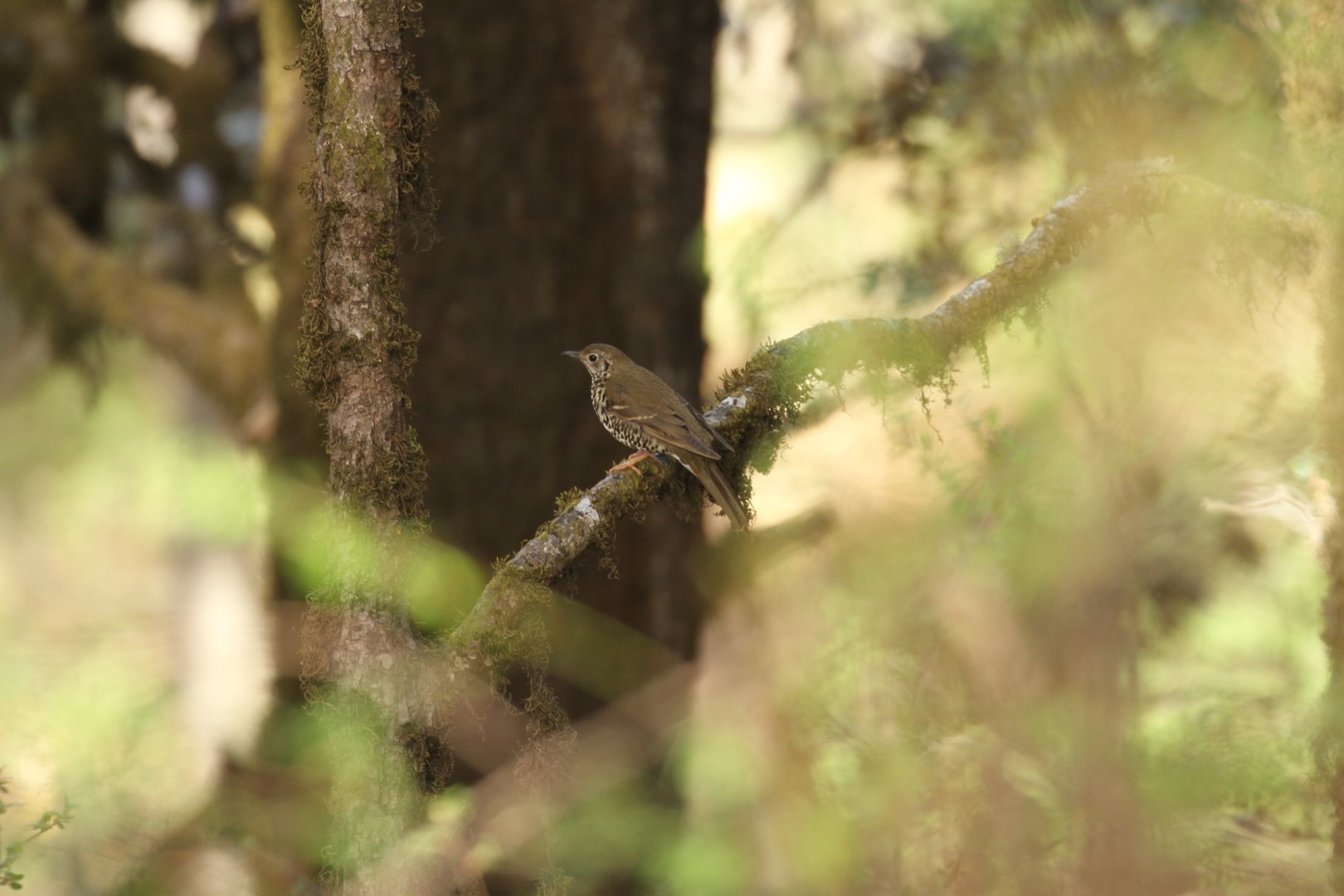 White's Thrush