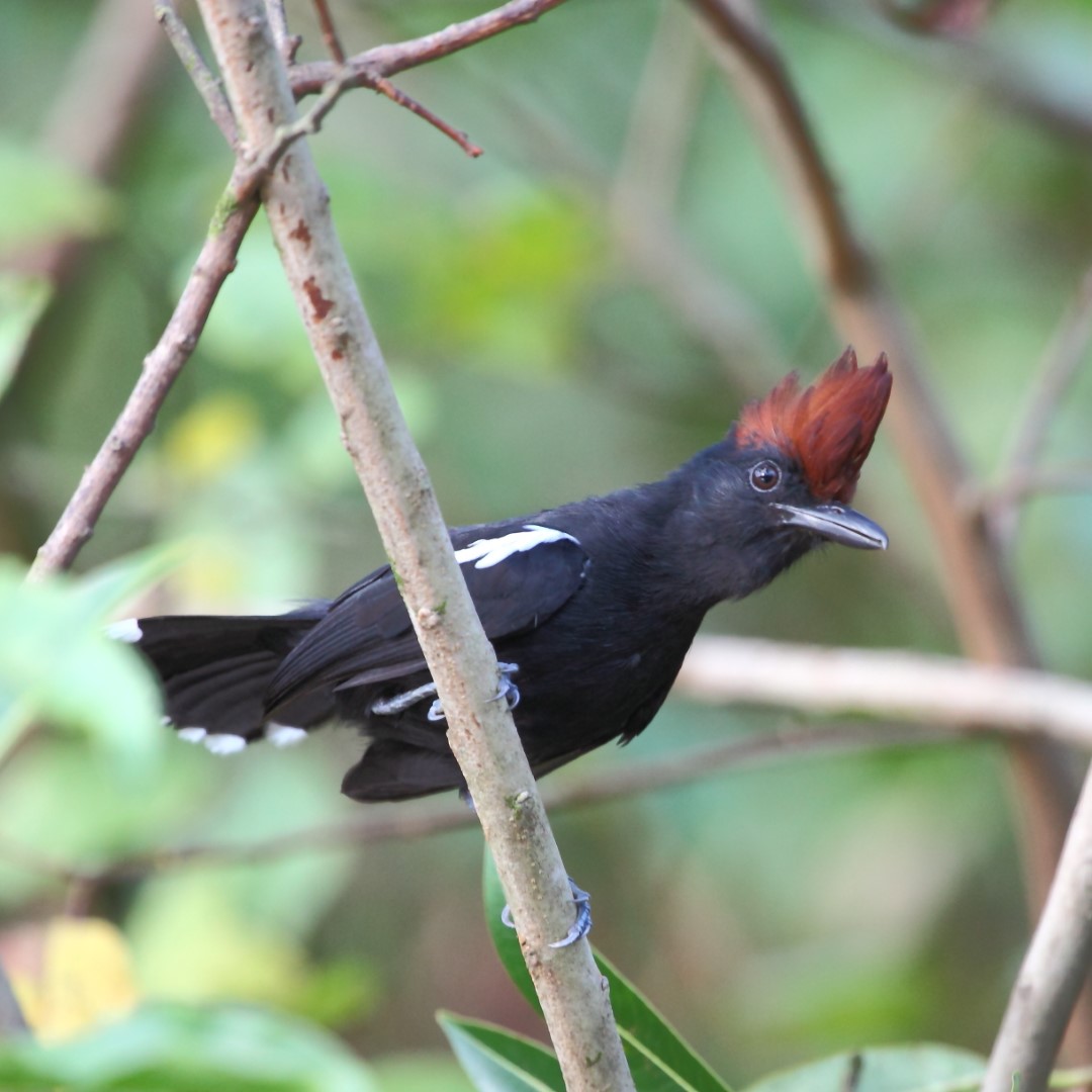 White-shouldered Antshrike
