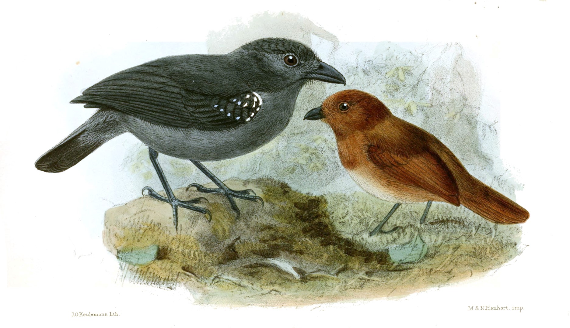 White-shouldered Antshrike