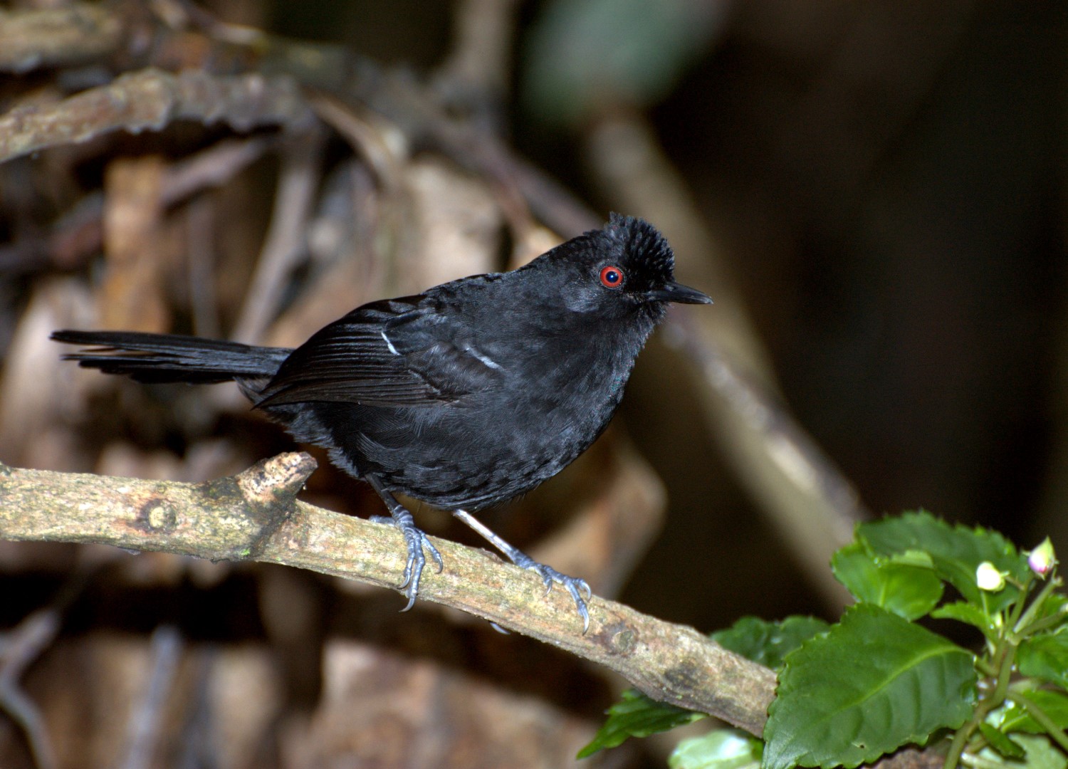 White-shouldered Fire-eye