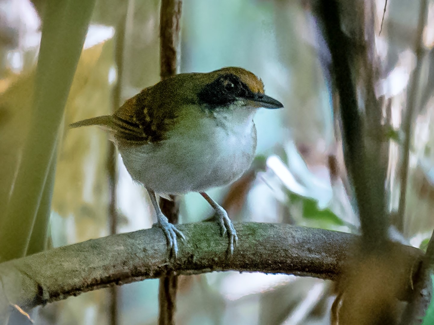 White-shouldered Fire-eye