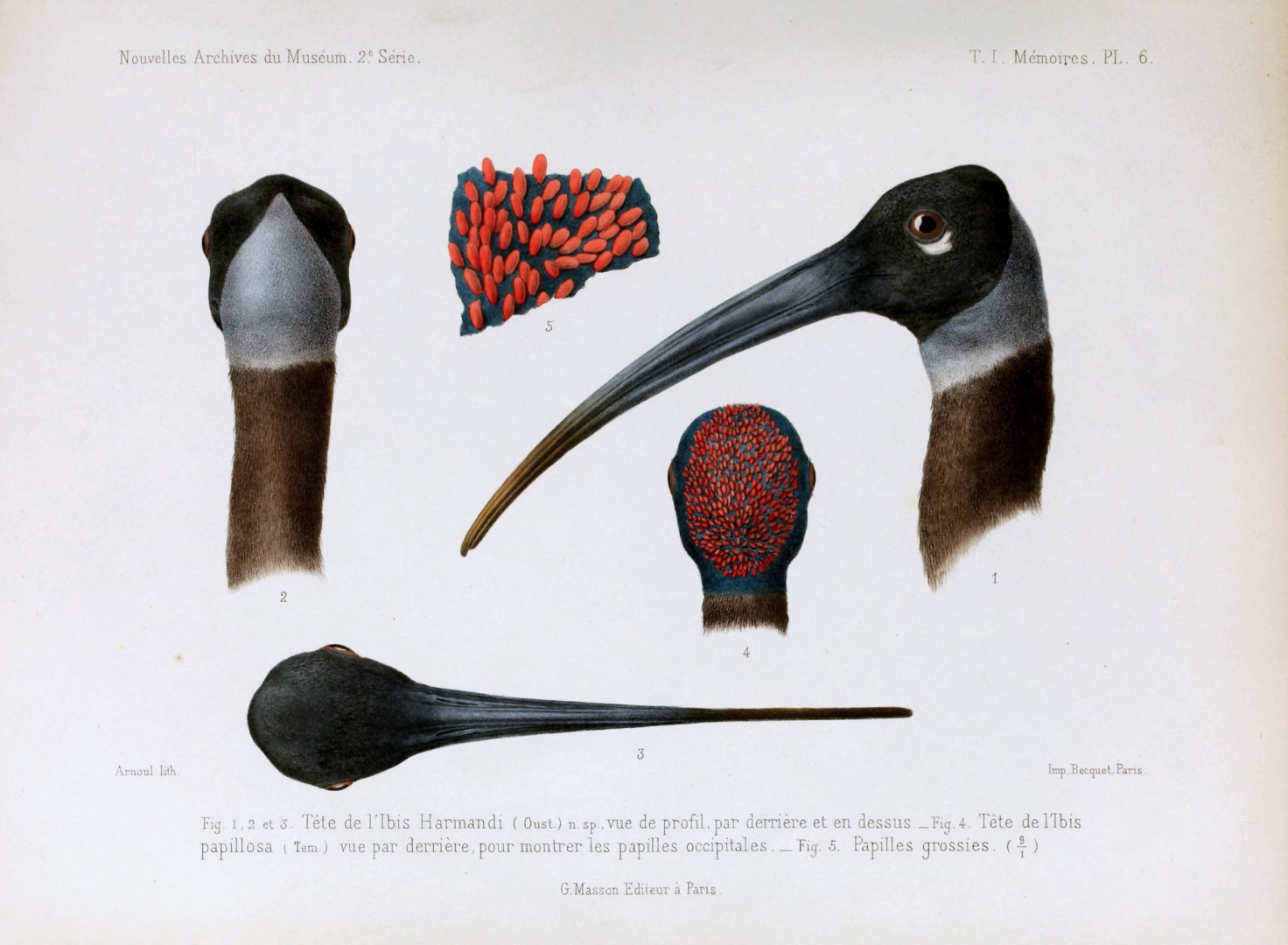 White-shouldered Ibis