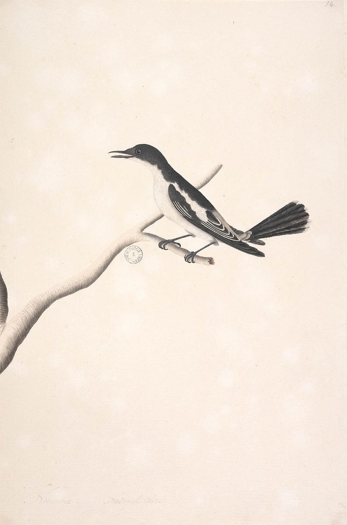 White-shouldered Triller