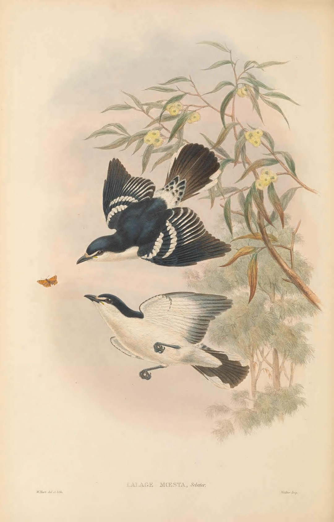 White-shouldered Triller