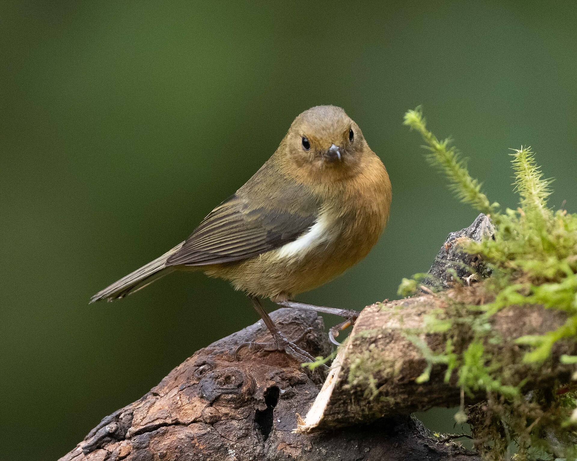 White-sided Flowerpiercer