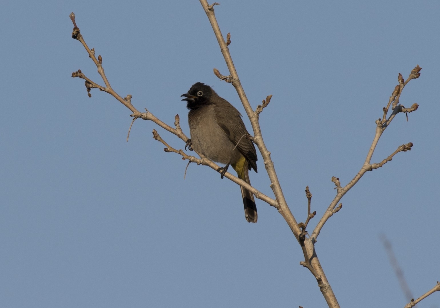 White-spectacled bulbul