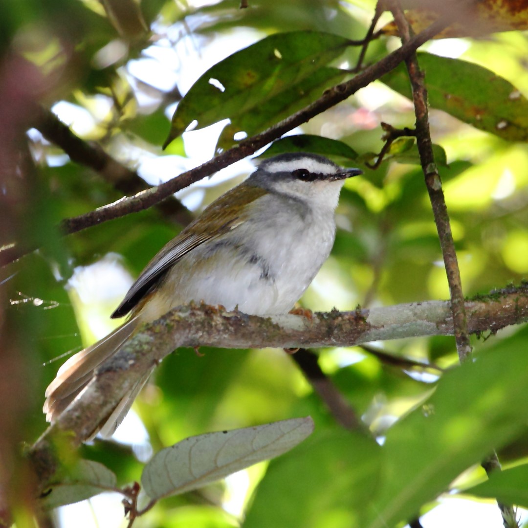 White-spectacled Redstart