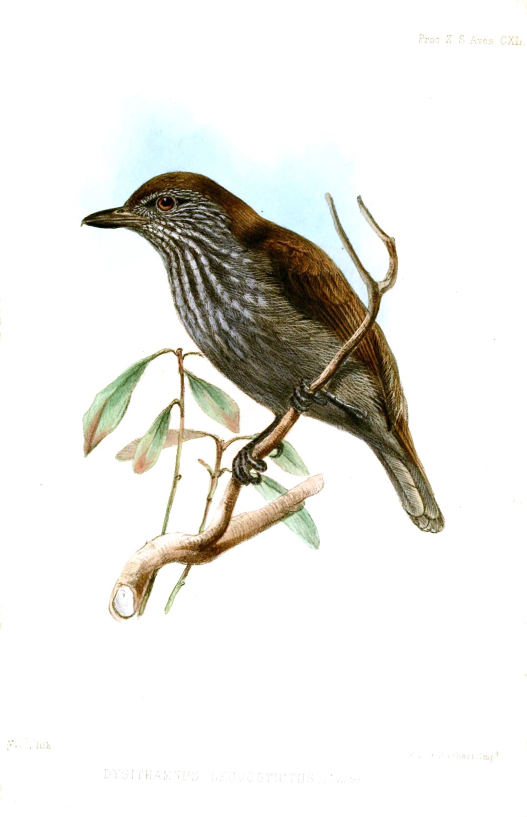 White-spotted Antbird