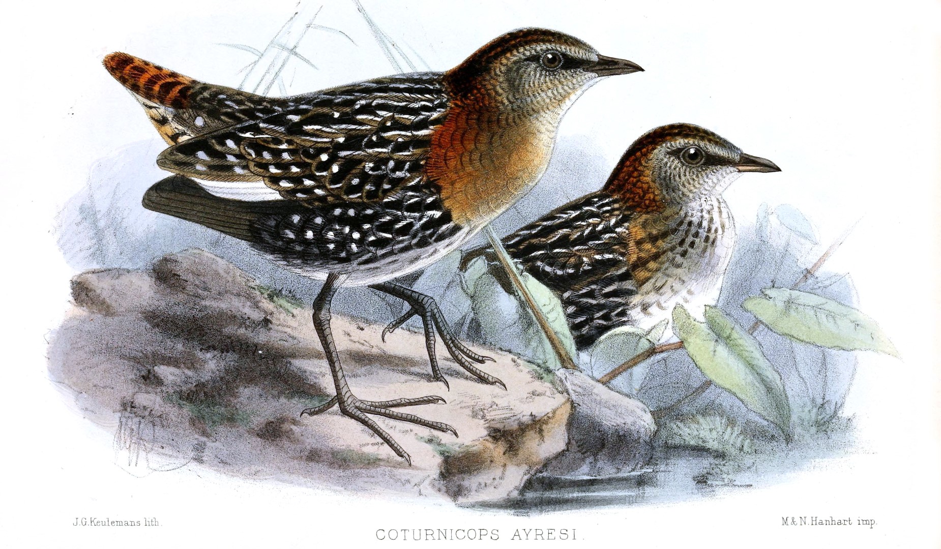 White-spotted Flufftail