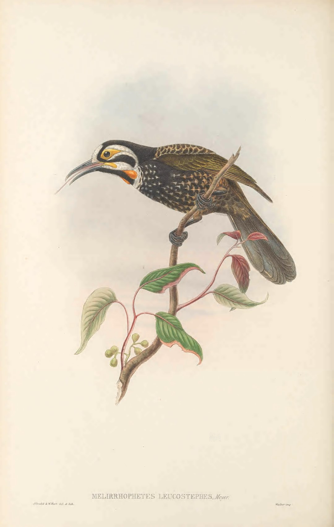 White-streaked Honeyeater