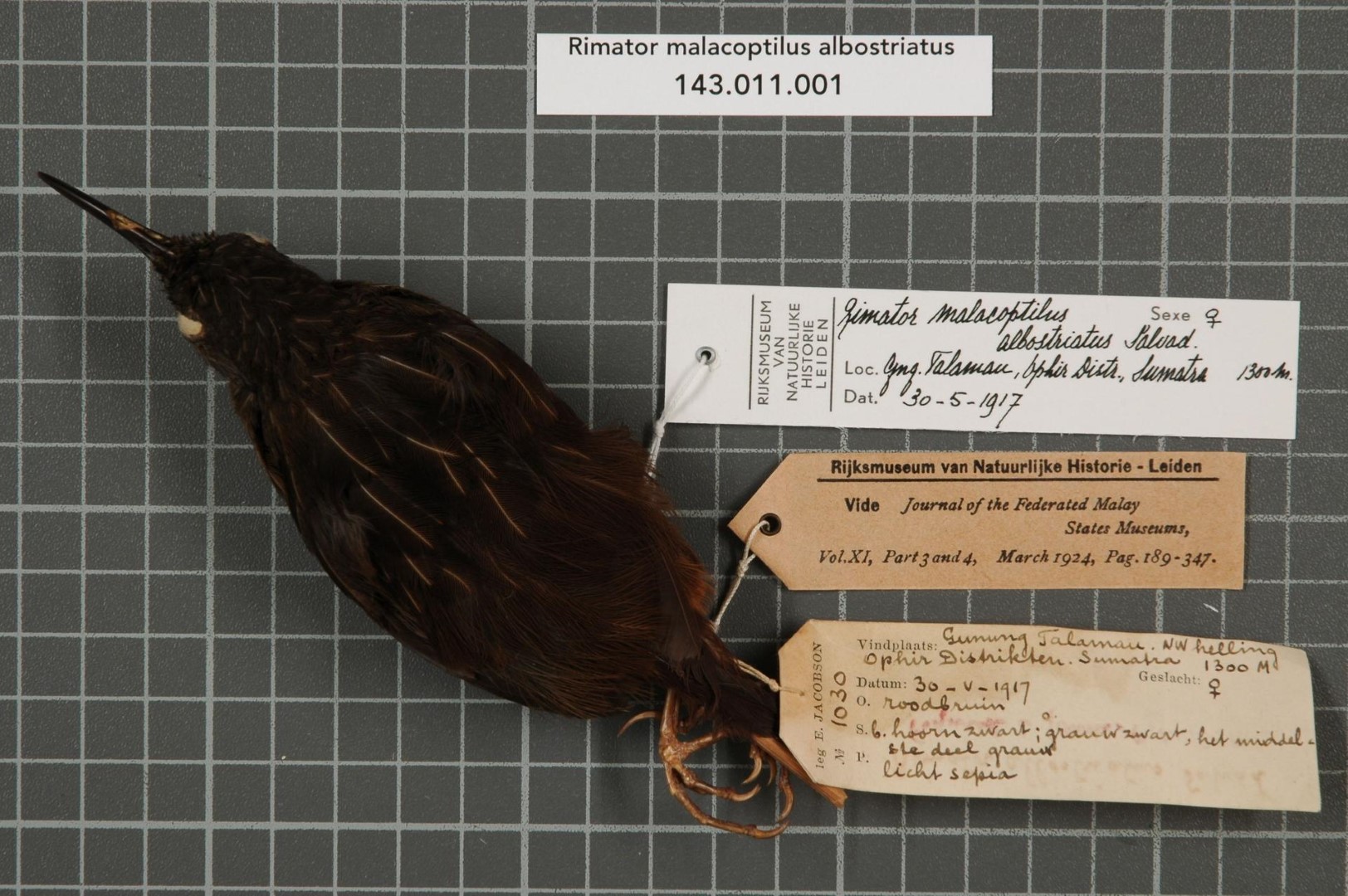 White-streaked Wren-Babbler