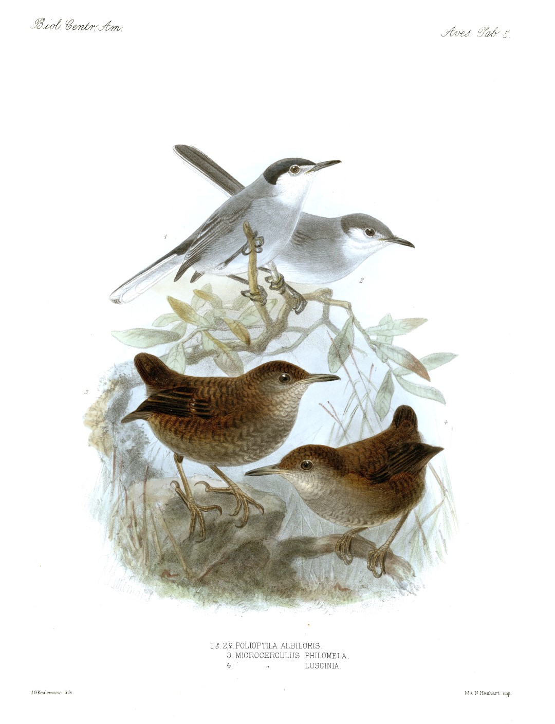 White-striped Antbird