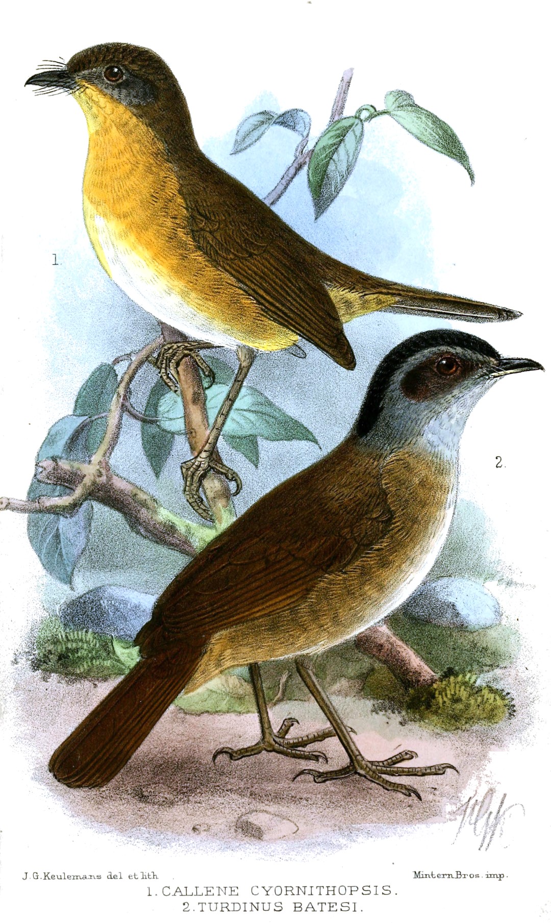 White-tailed Ant-Thrush