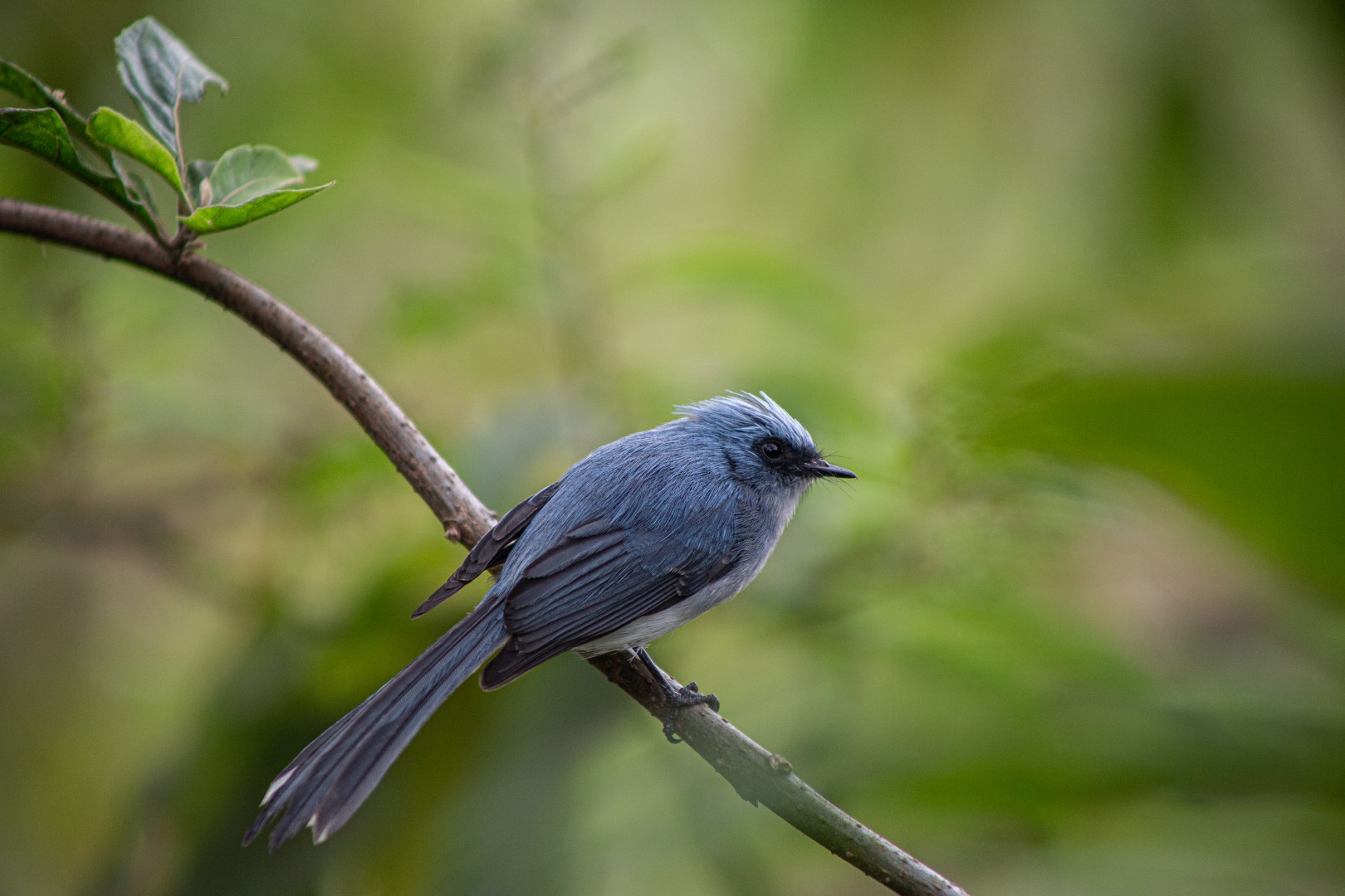 White-tailed Blue Flycatcher