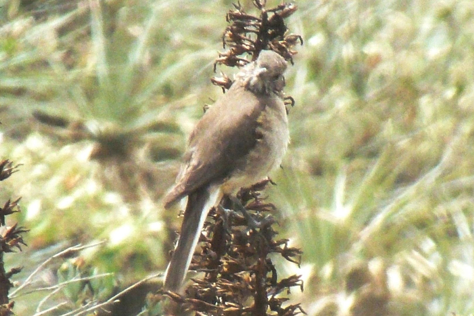 White-tailed Cinclodes