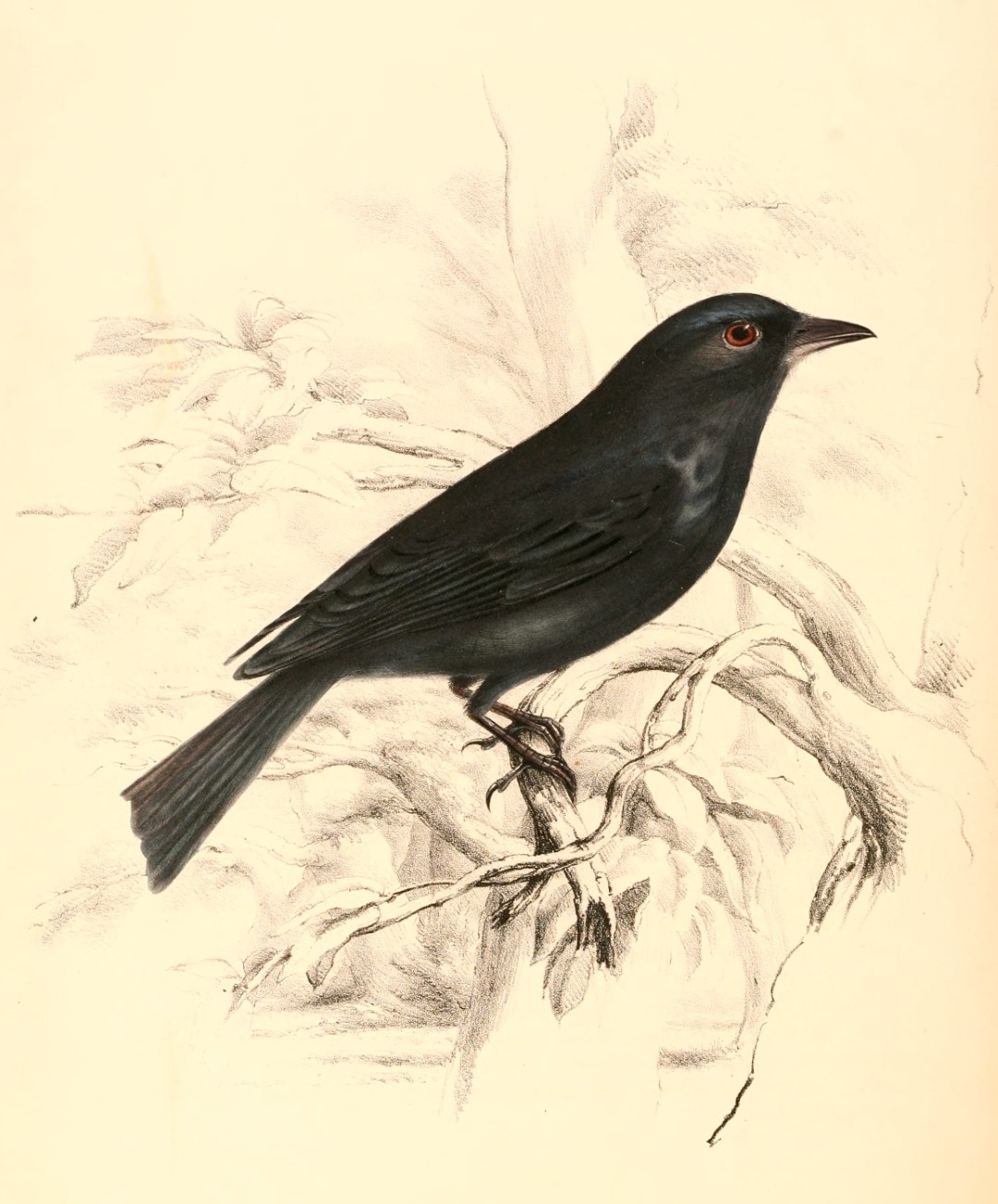 White-tailed Drongo