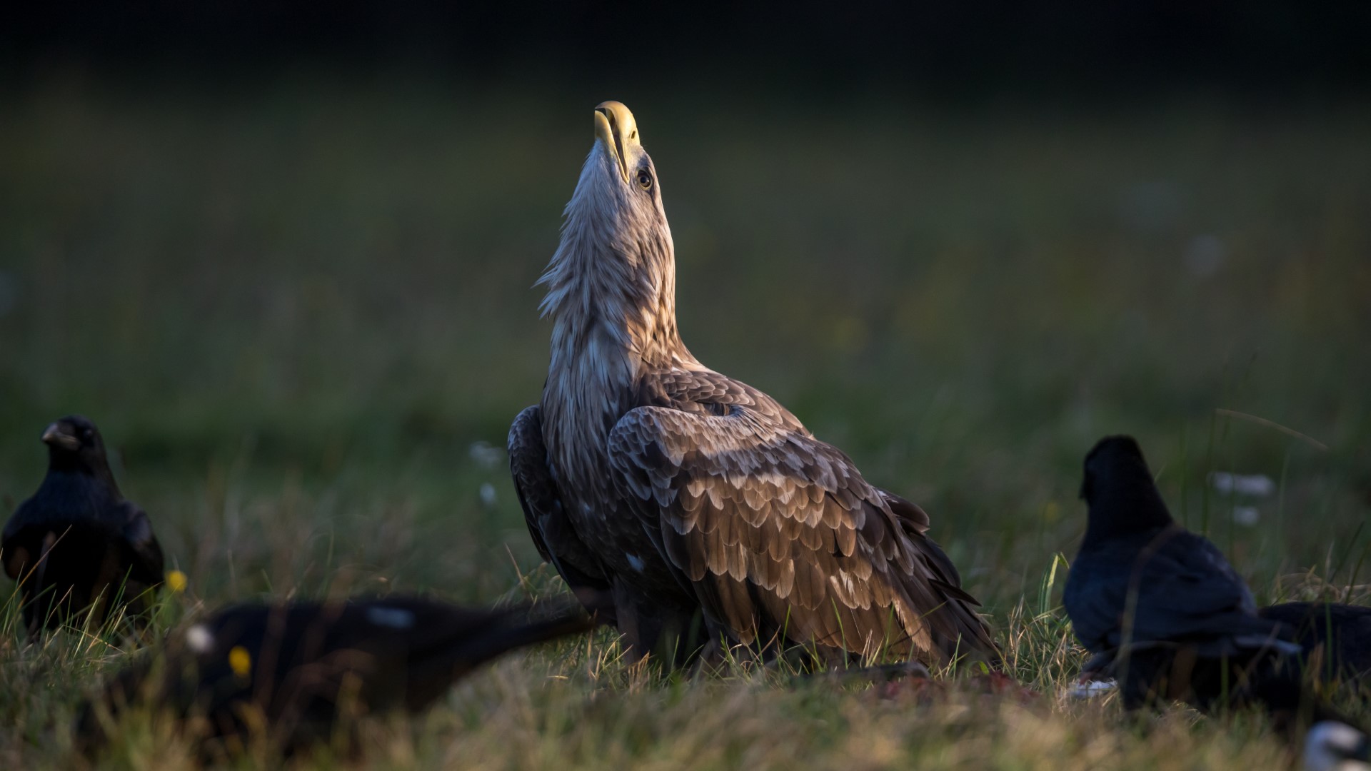 White-tailed Eagle