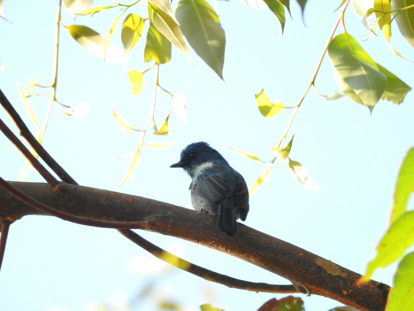 White-tailed Flycatcher