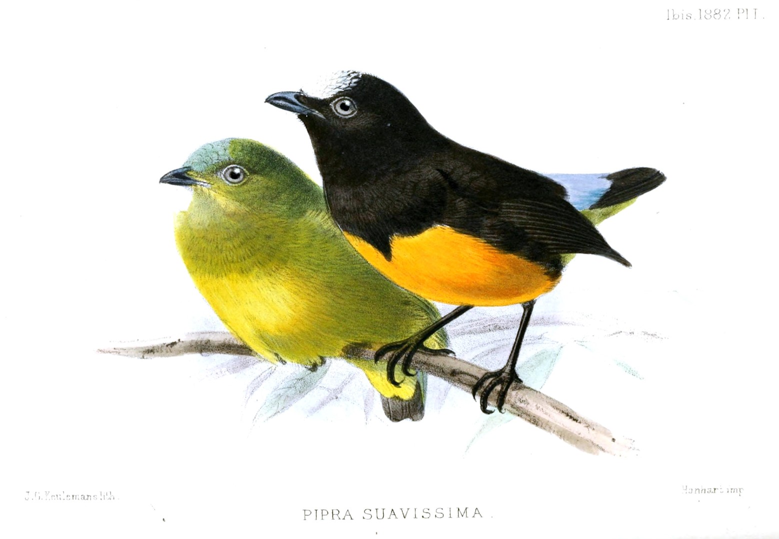 White-tailed Goldenthroat