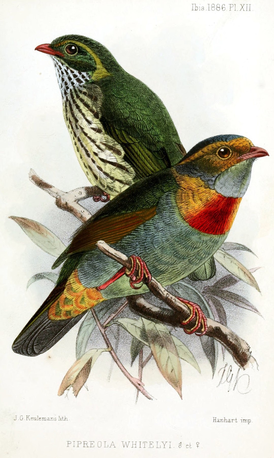 White-tailed Hillstar