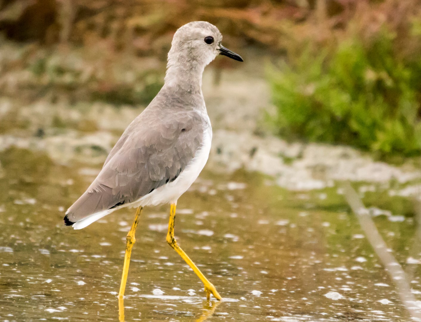 White-tailed Lapwing
