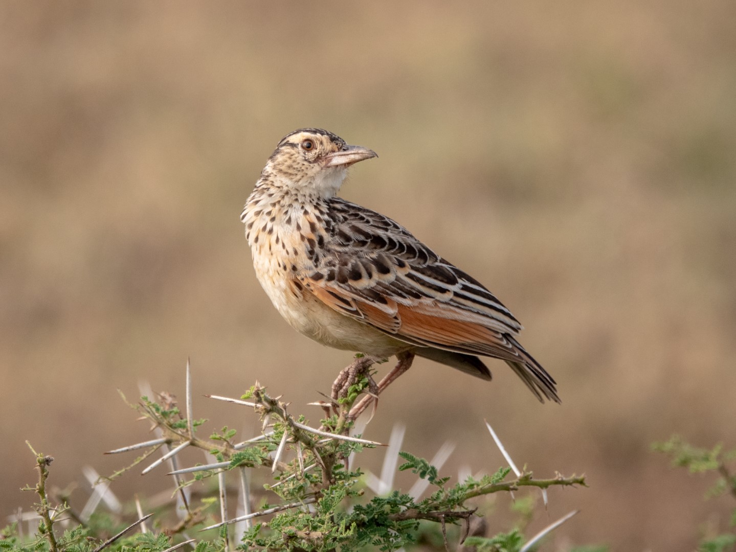 White-tailed Lark