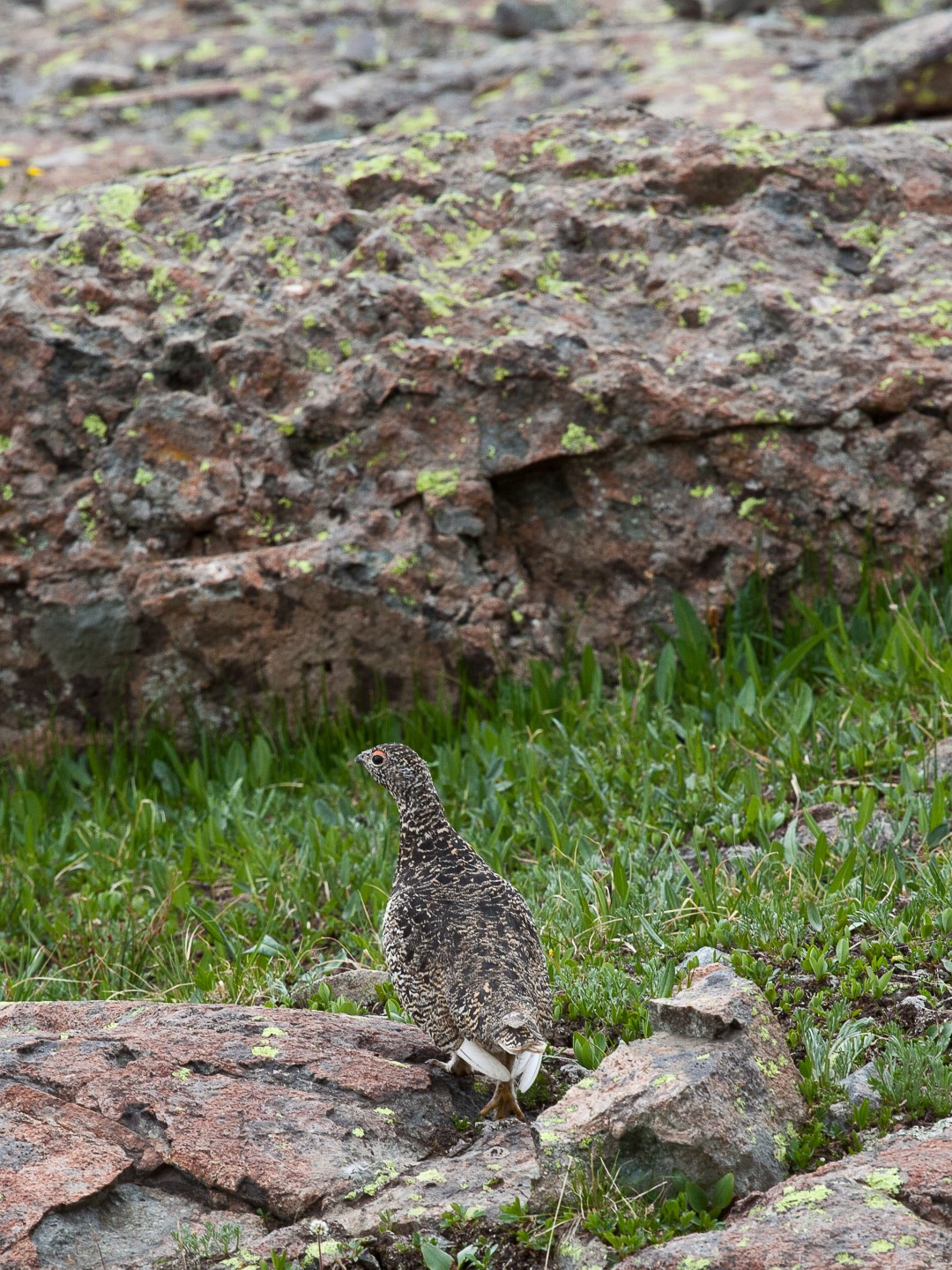 White-tailed Ptarmigan