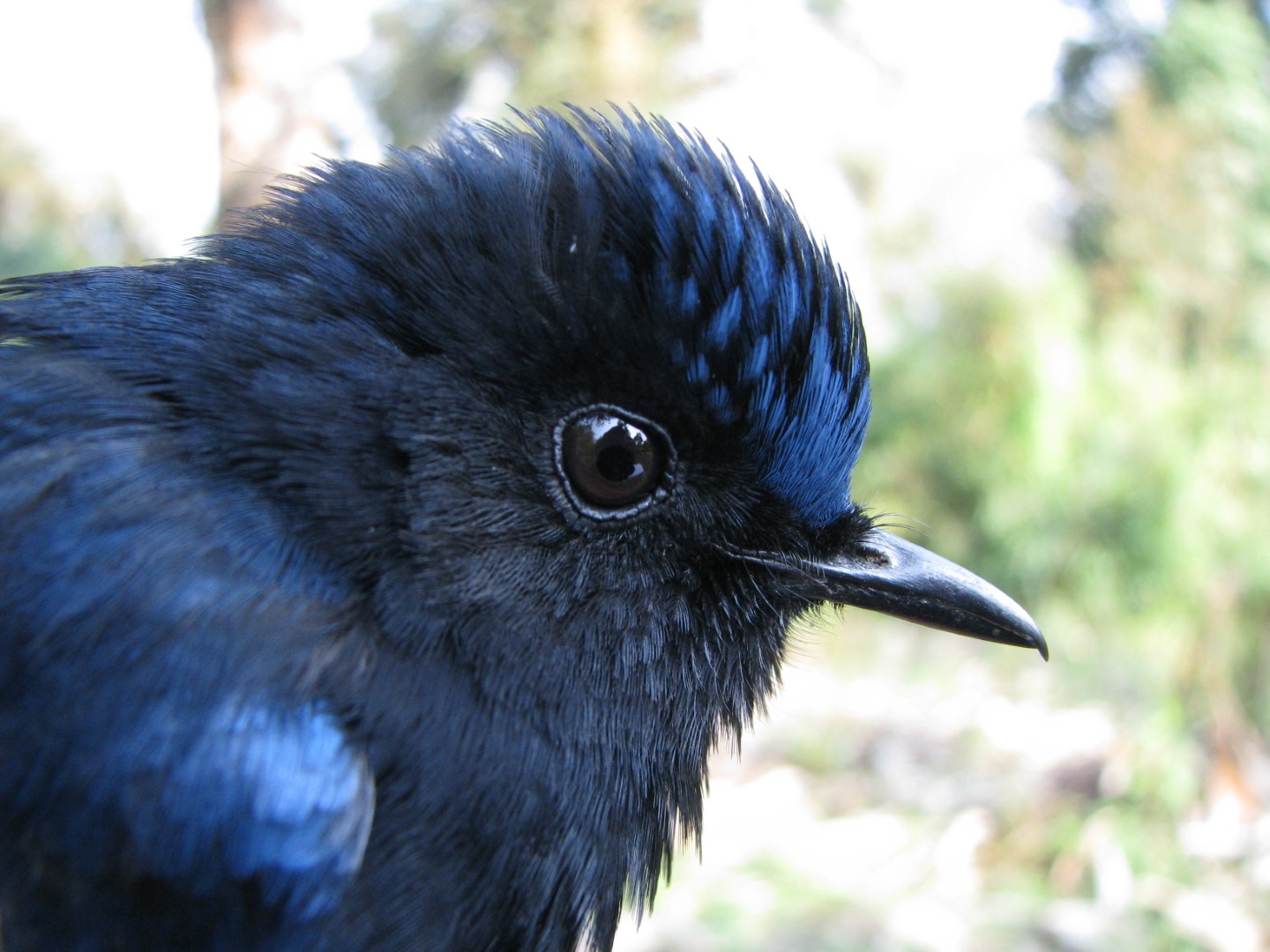 White-tailed Rubythroat