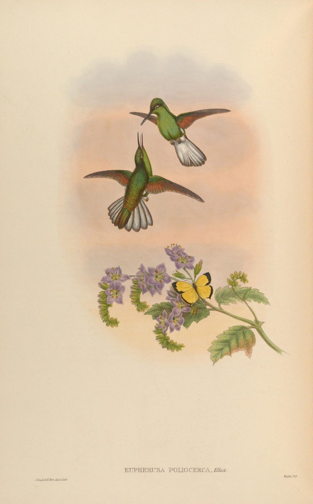 White-tailed Sabrewing