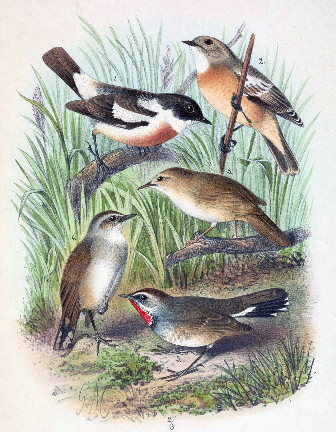 White-tailed Stonechat