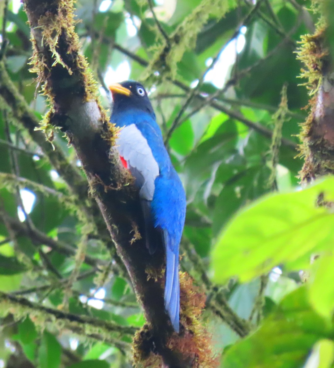White-tailed Trogon