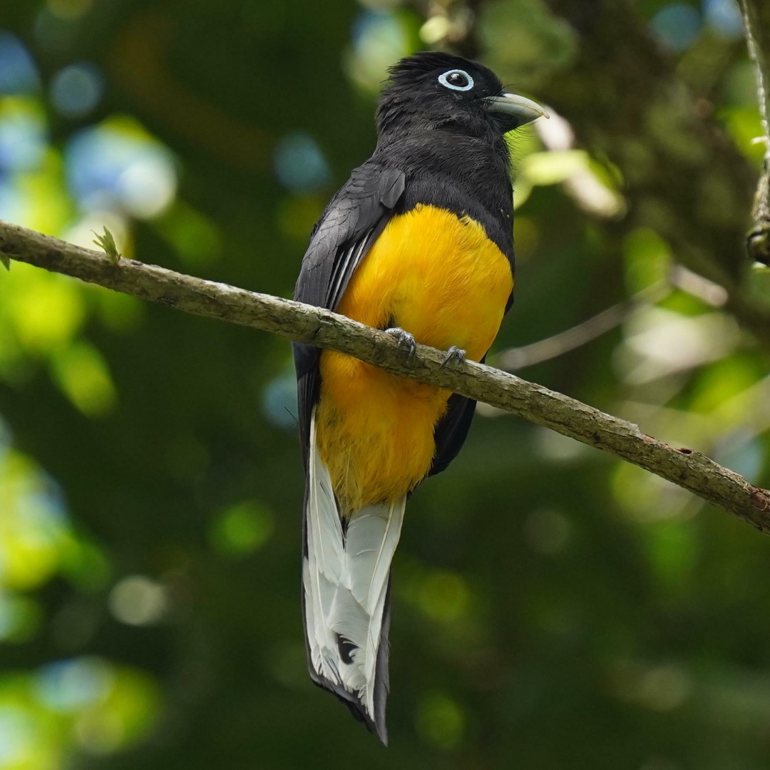 White-tailed Trogon