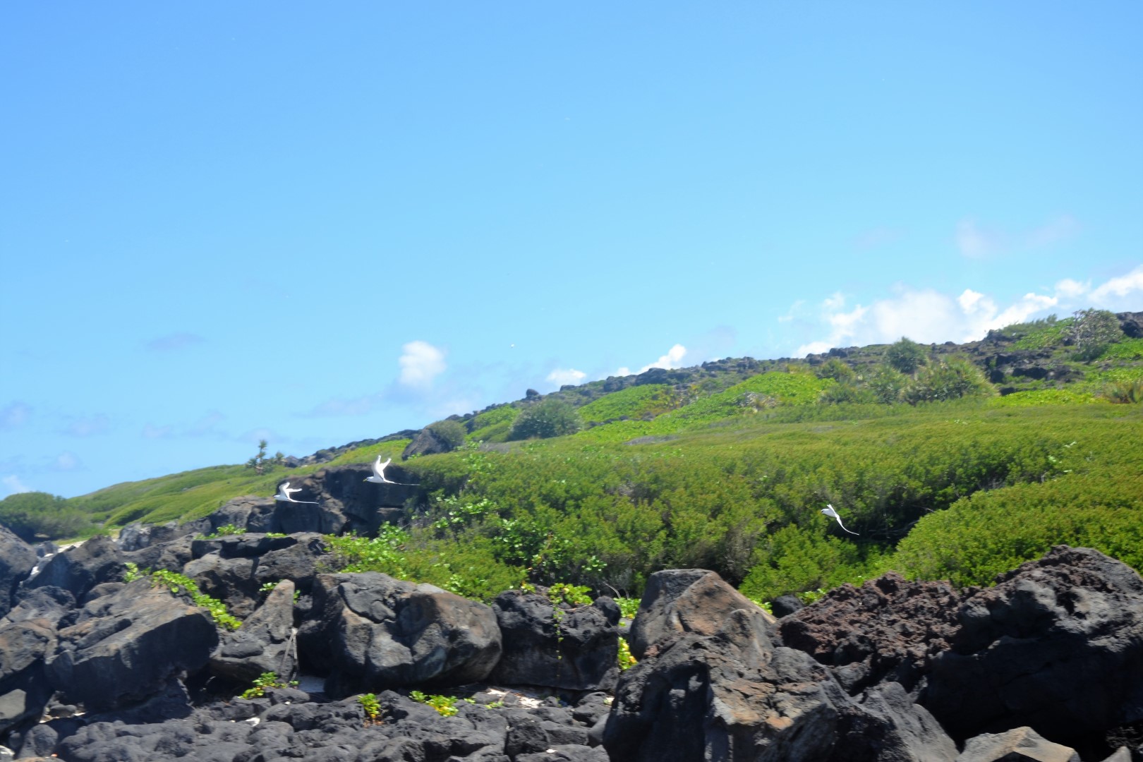 White-tailed Tropicbird