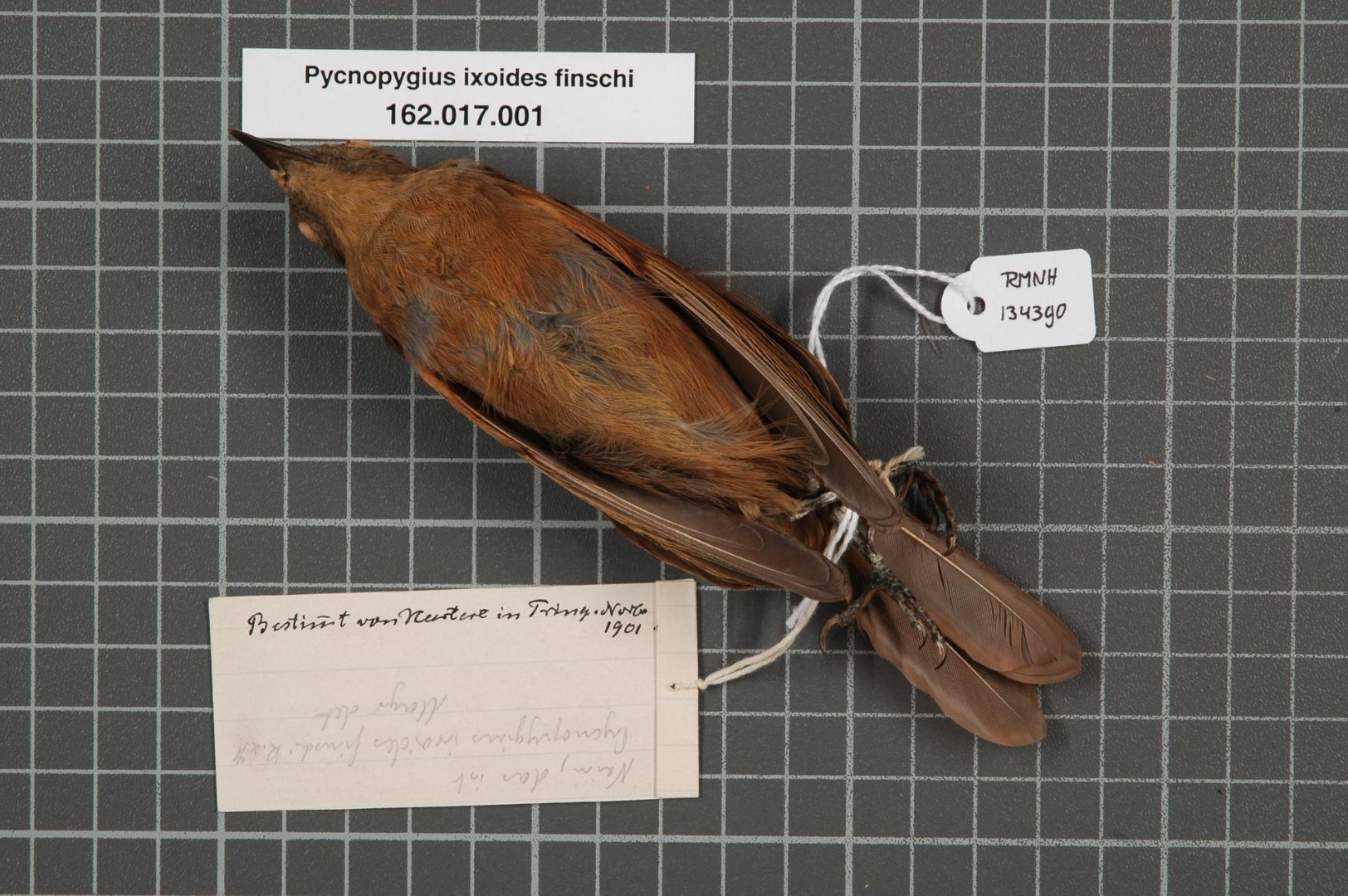 White-tailed Warbler