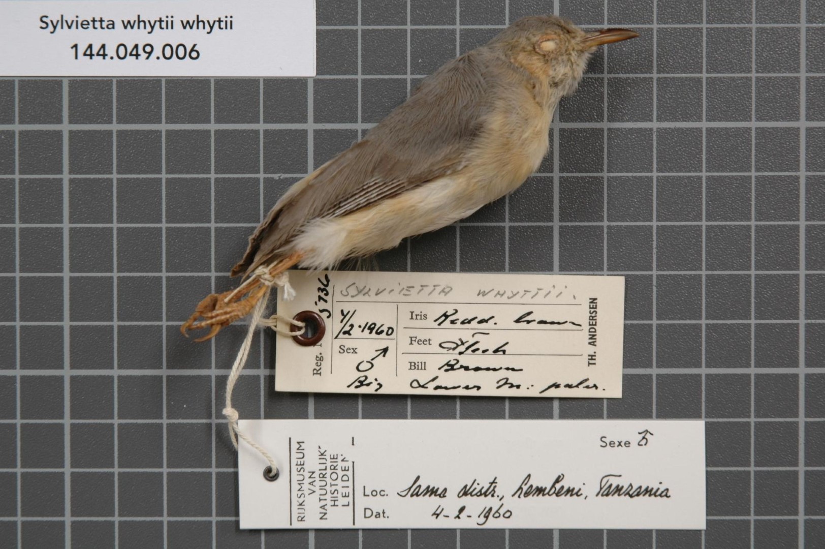 White-tailed Warbler