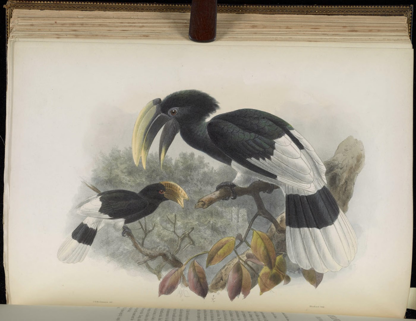 White-thighed Hornbill